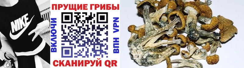 магазин продажи   Зеленодольск  Галлюциногенные грибы Cubensis 